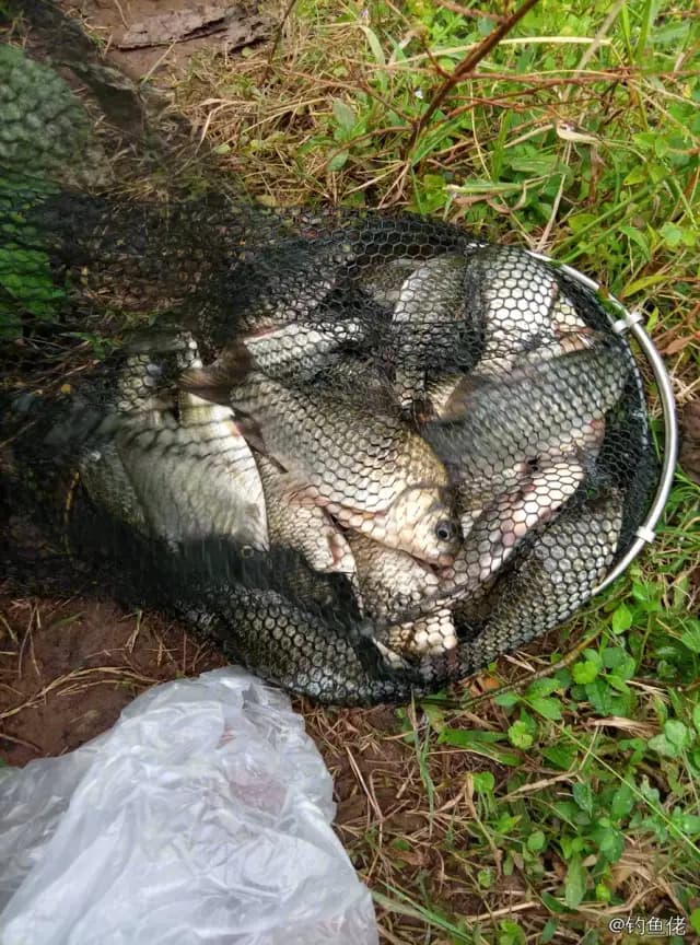 鲫鱼钓获 1.7kg