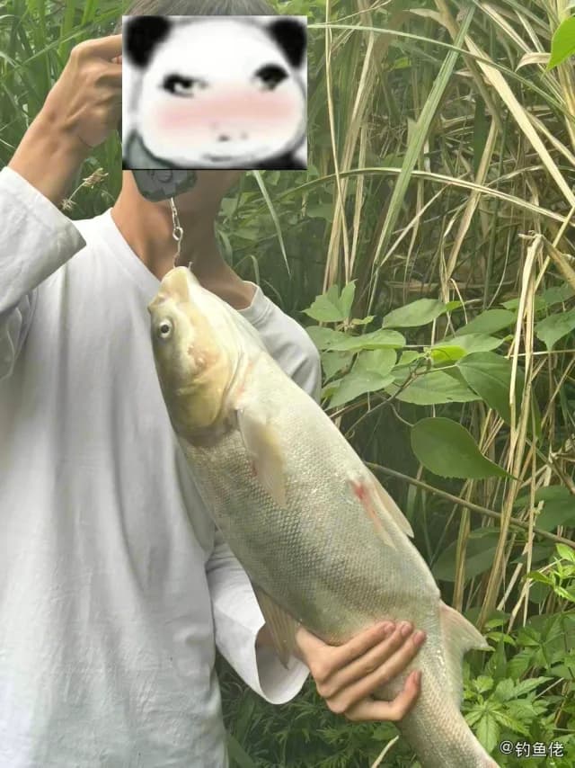 鲢鱼钓获 3.5kg