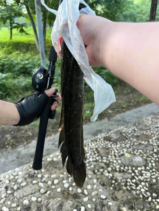 乌鳢钓获 0.8kg
