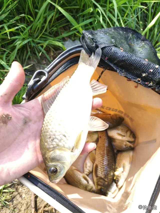 鲫鱼钓获 0.45kg