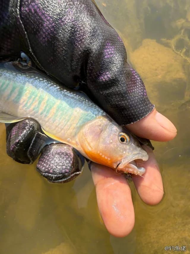 马口鱼钓获 0.1kg