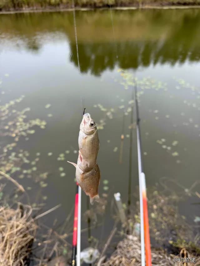 鲤鱼钓获 0.4kg