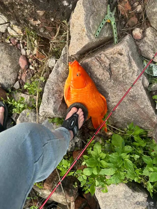 金鱼钓获 0.3kg
