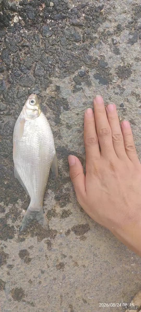 鳊鱼钓获 0.1kg