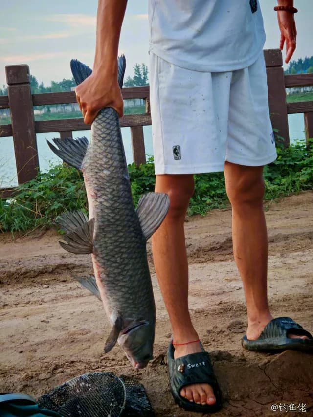 青鱼钓获 9.6kg