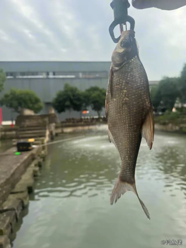 鳊鱼钓获 1.5kg