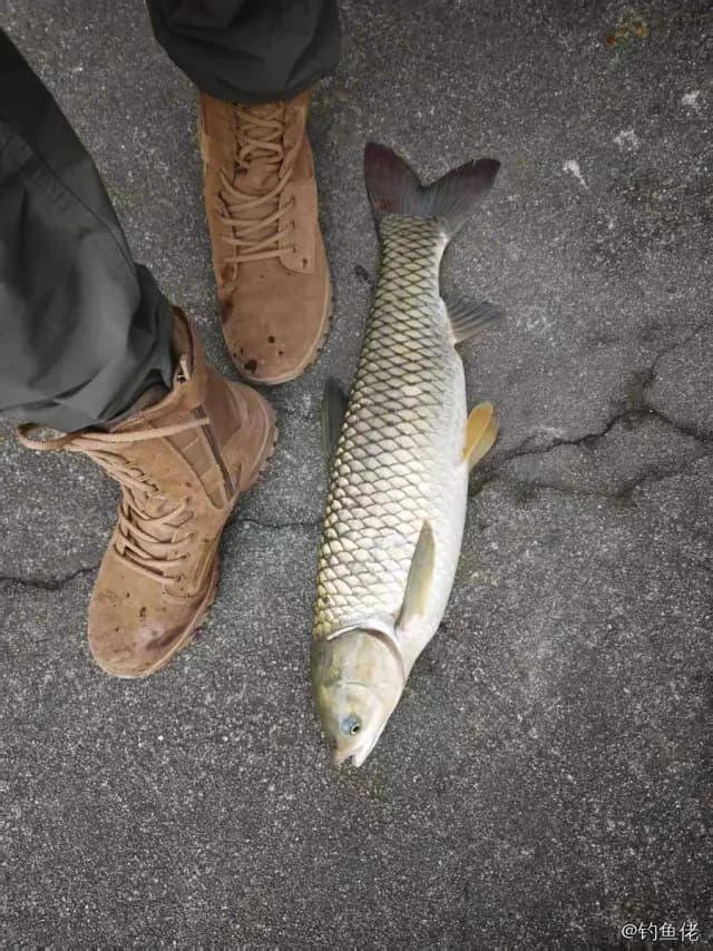 草鱼钓获 4.5kg