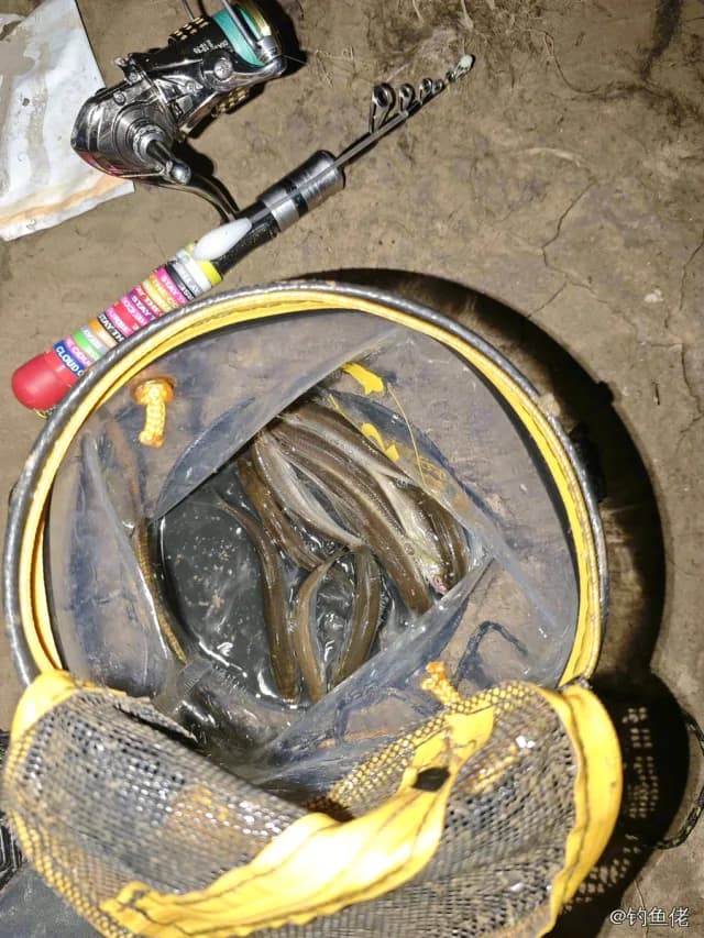 白条钓获 0.5kg