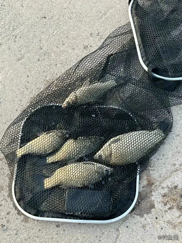 鲫鱼钓获 1.3kg