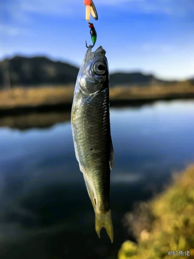 白条钓获 0.03kg