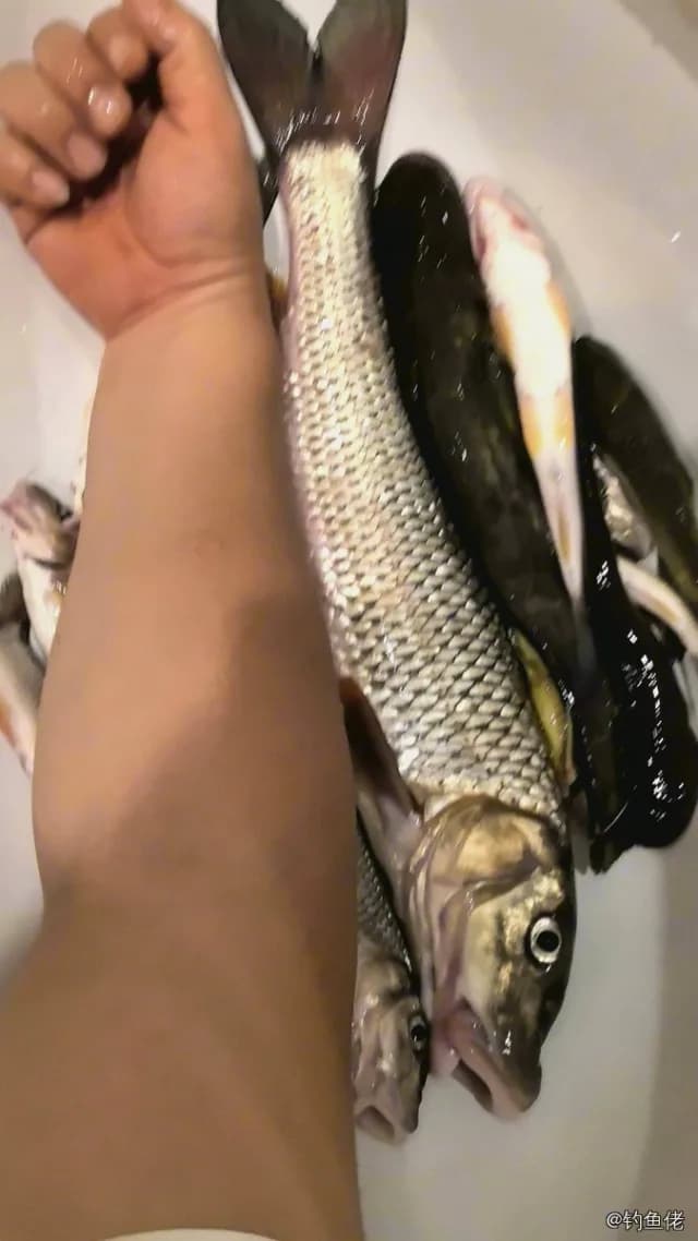 唇䱻钓获 1kg