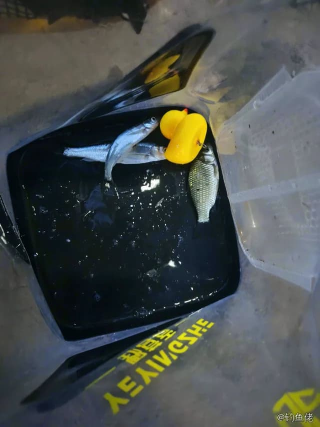 鲫鱼钓获 0.1kg