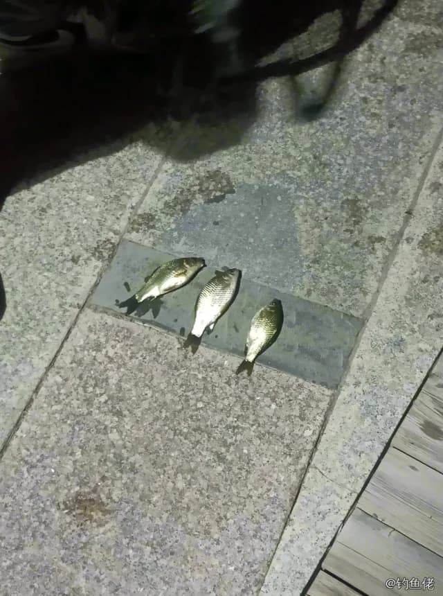 鲫鱼钓获 0.3kg