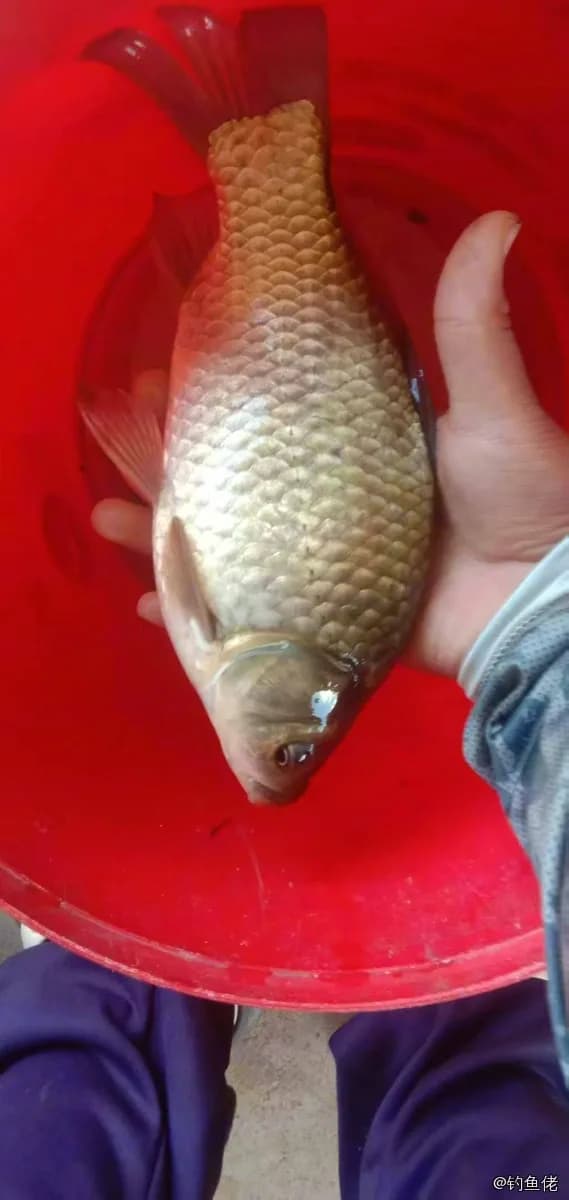 鲫鱼钓获 0.7kg