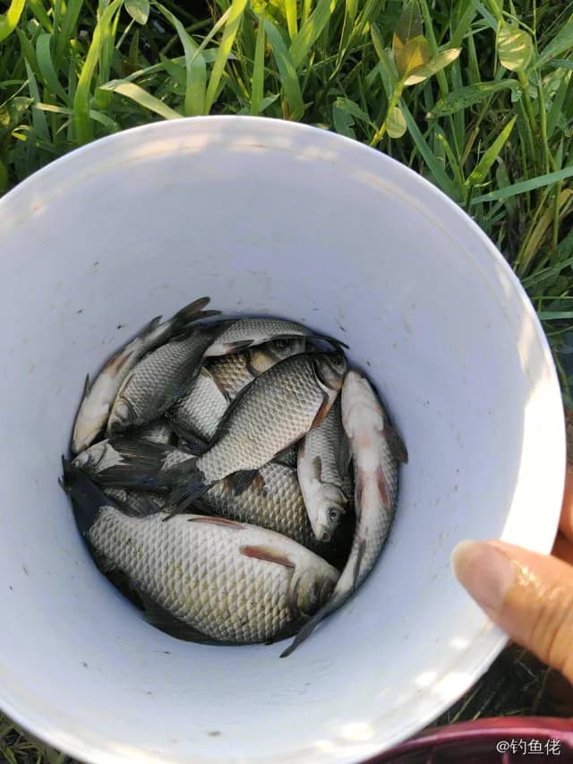 鲫鱼钓获 0.2kg