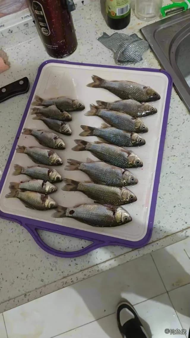 鲫鱼钓获 0.25kg