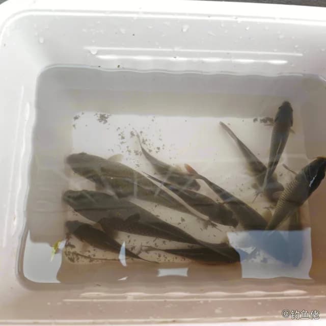 鲫鱼钓获 0.15kg