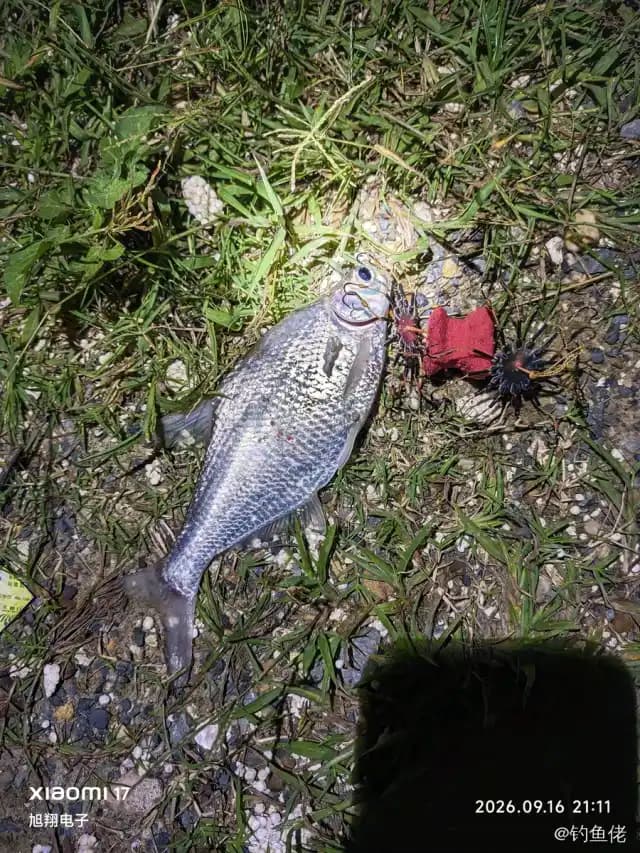 鳊鱼钓获 1.5kg