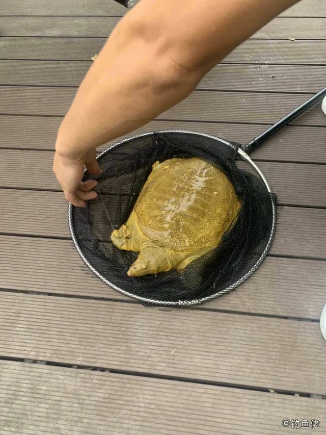 白条钓获 2kg