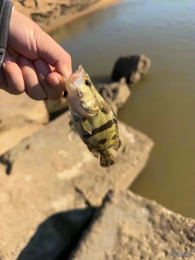 鳜鱼钓获 0.4kg