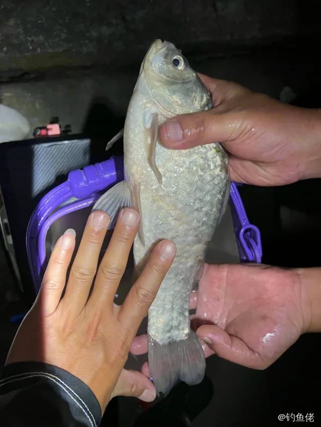 鲫鱼钓获 0.45kg