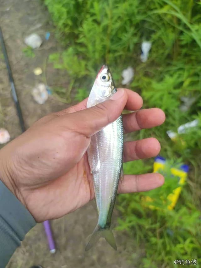 白条钓获 0.03kg