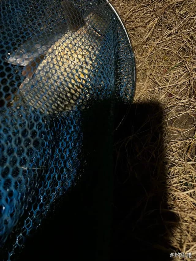 鲤鱼钓获 12kg