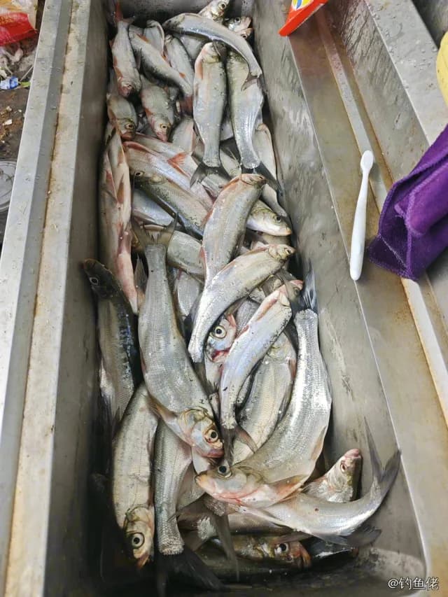 翘嘴鲌钓获 0.4kg