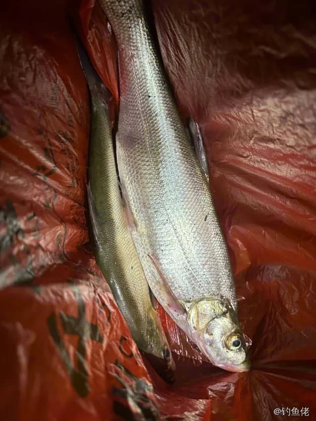 翘嘴鲌钓获 3.1kg