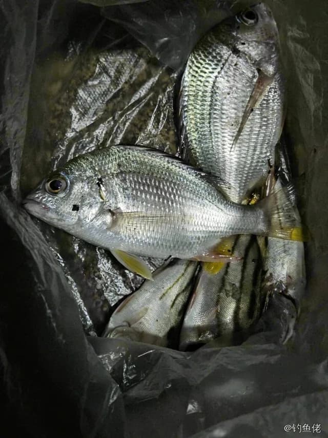 黄鳍棘鲷钓获 0.15kg