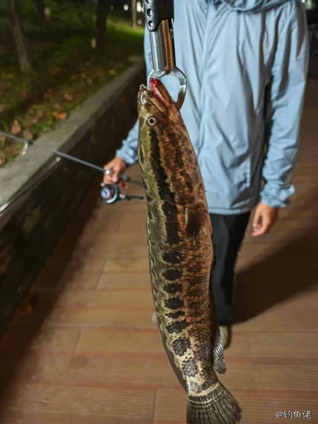 乌鳢钓获 4.5kg