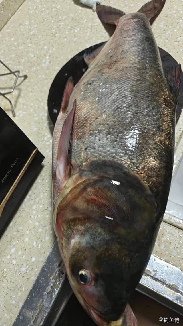 鳙鱼钓获 6kg