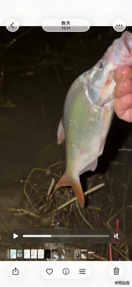 翘嘴鲌钓获 1kg