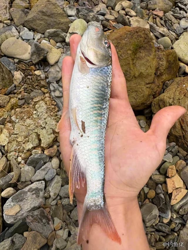 马口鱼钓获 0.7kg