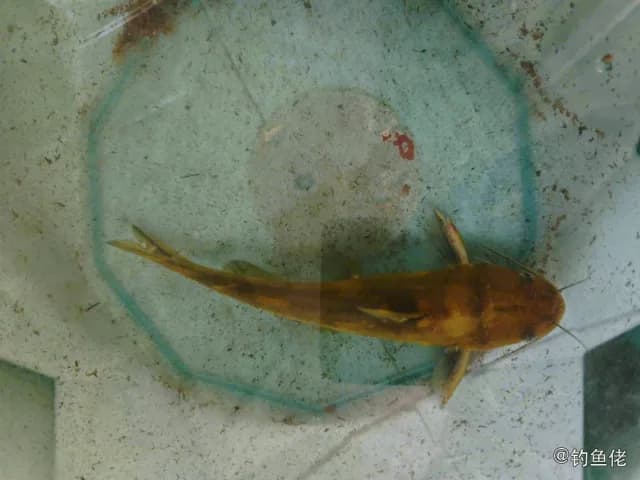 黄颡鱼钓获 0.25kg