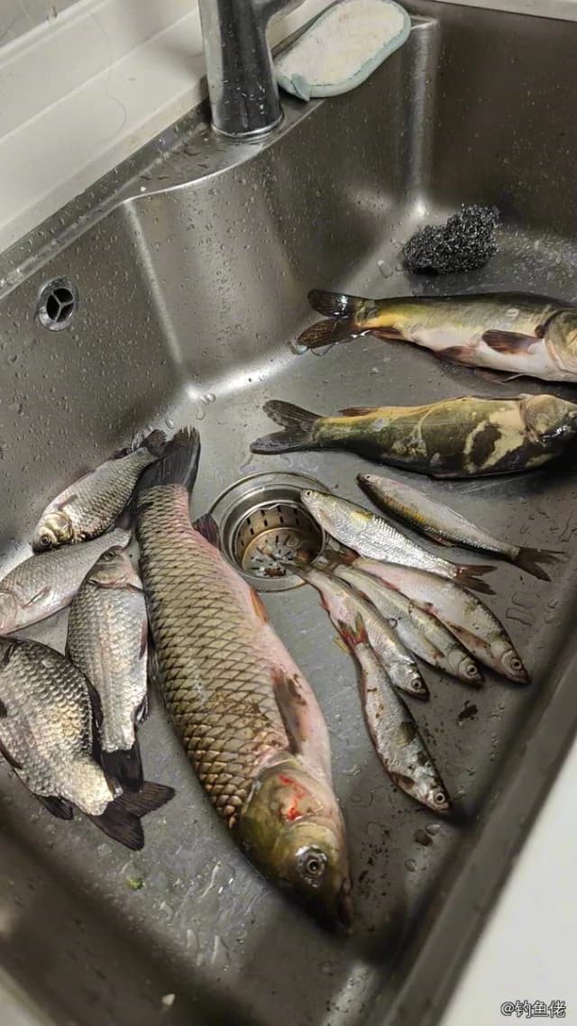鲫鱼钓获 1.5kg