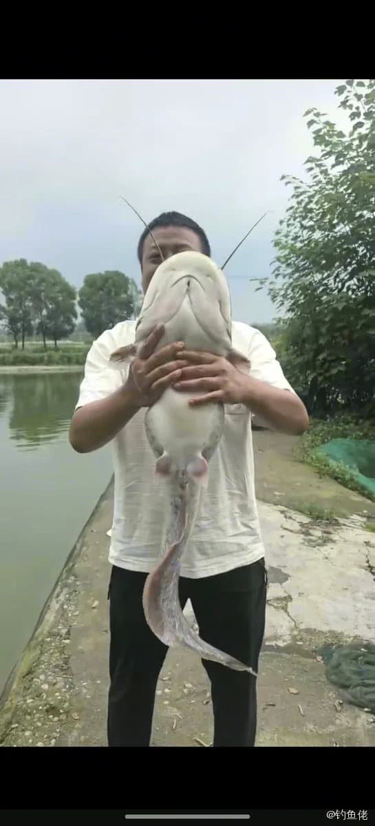 鲶鱼钓获 9kg