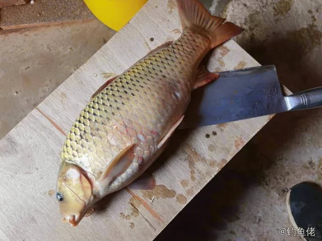 鲤鱼钓获 4kg