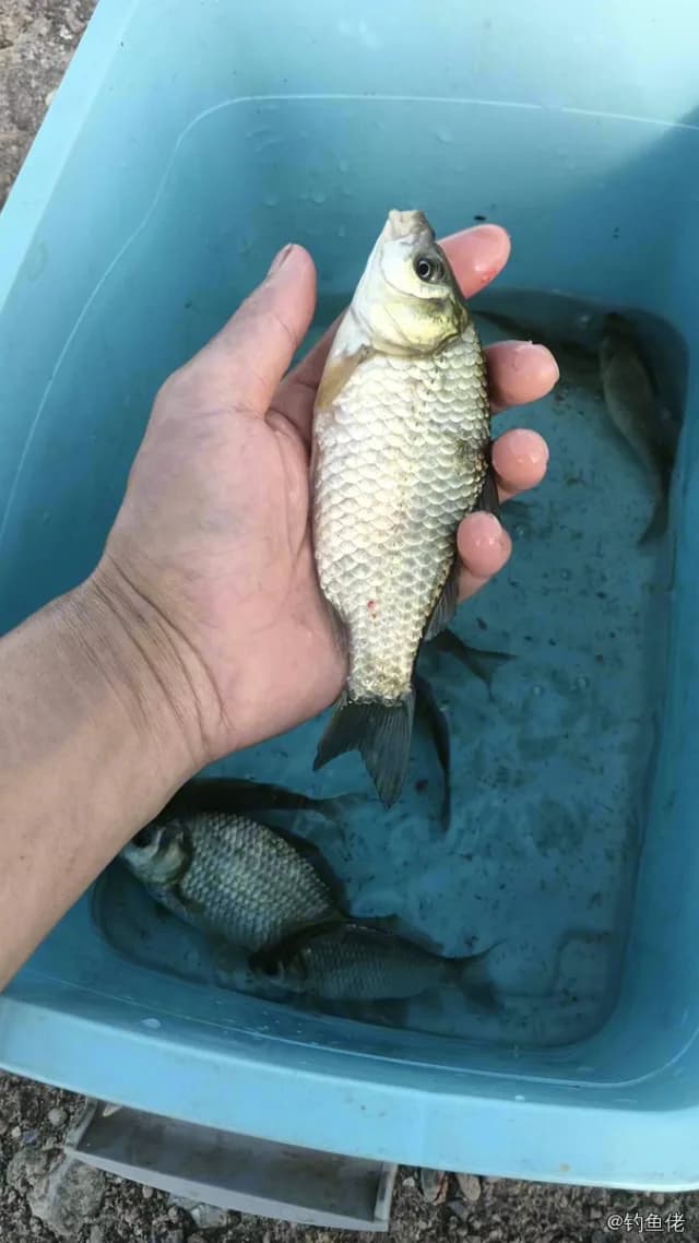 鲫鱼钓获 0.45kg