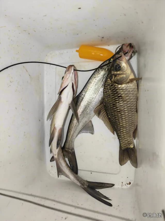 翘嘴鲌钓获 0.45kg