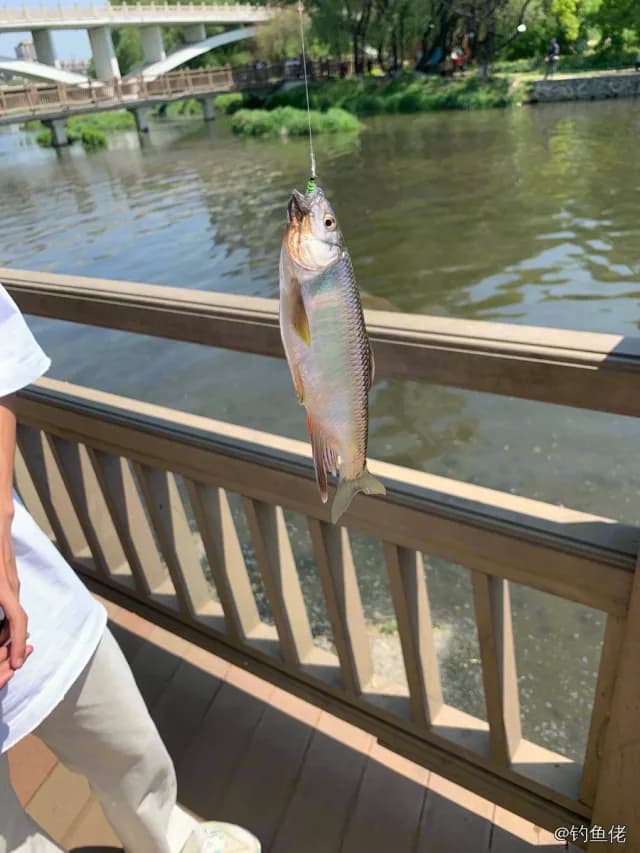 宽鳍鱲钓获 0.2kg