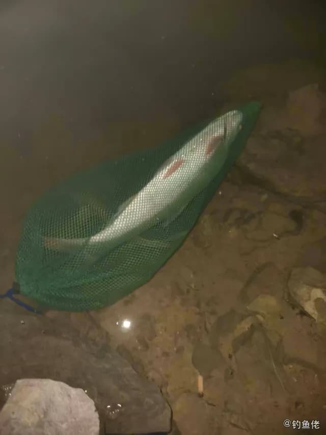 红鳍鲌钓获 1kg