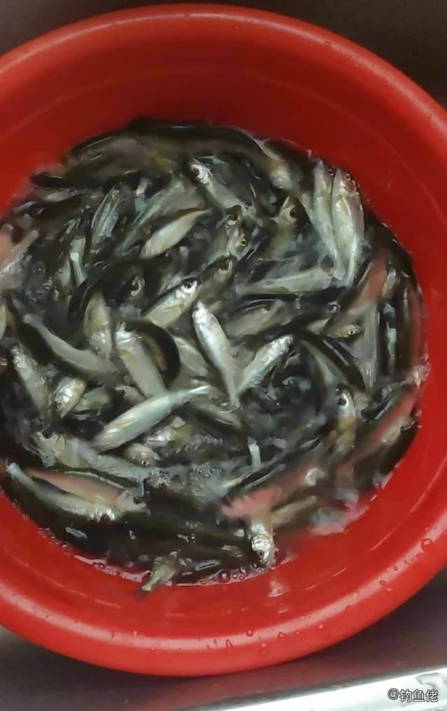 马口鱼钓获 0.05kg