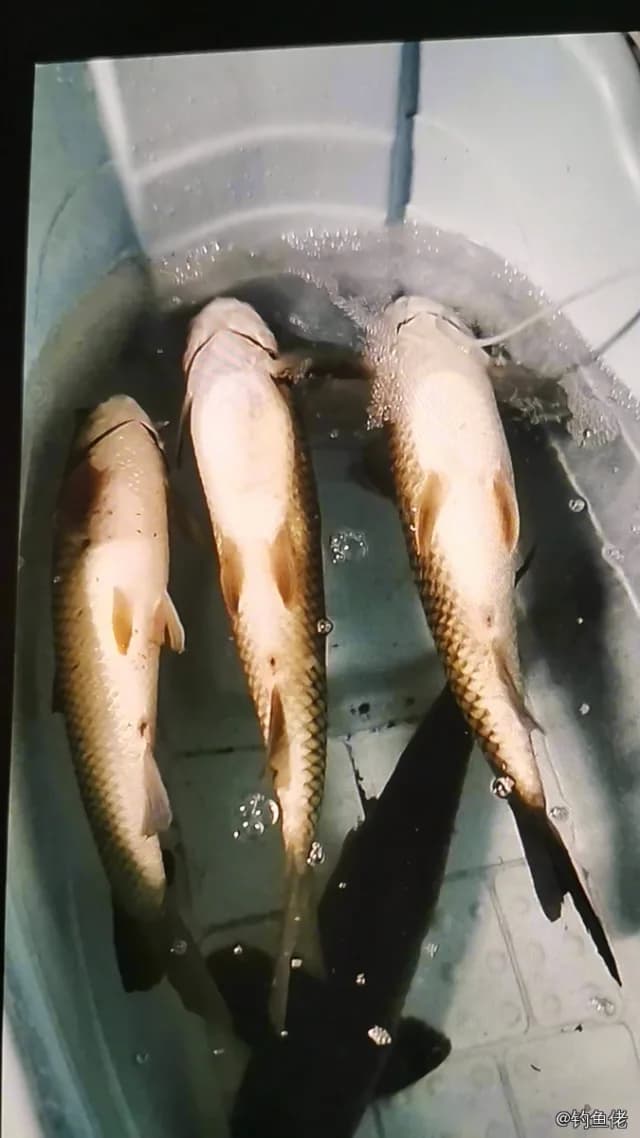 草鱼钓获 13.5kg