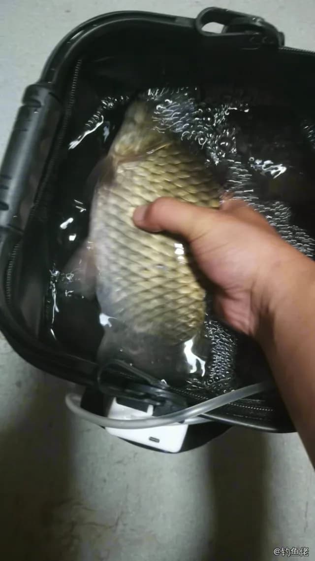 鲫鱼钓获 0.7kg