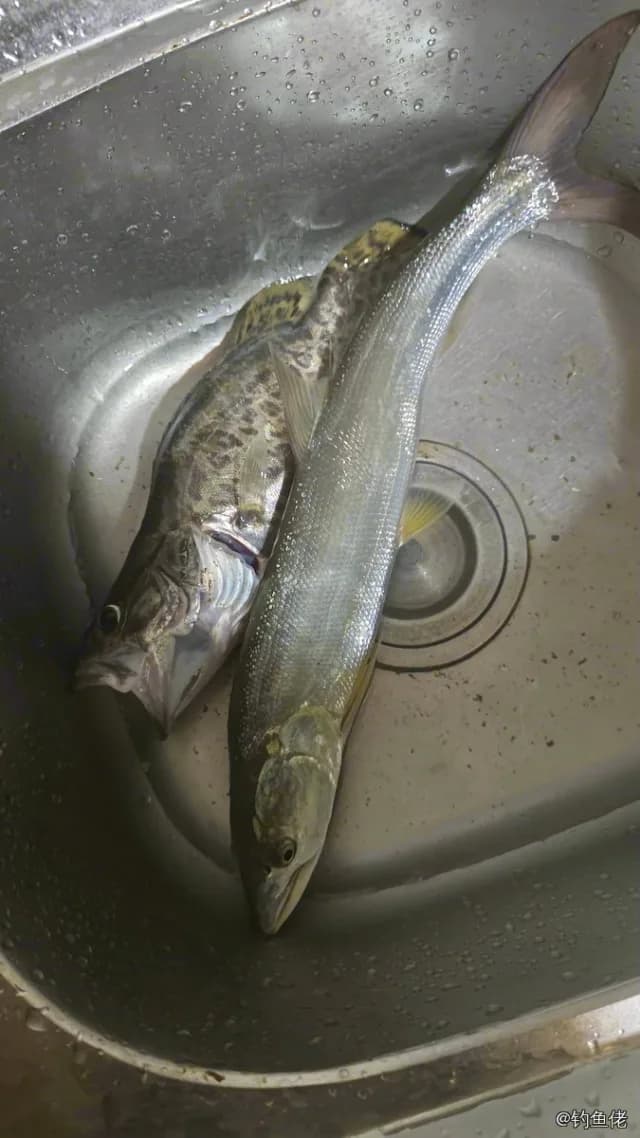 鳜鱼钓获 3kg