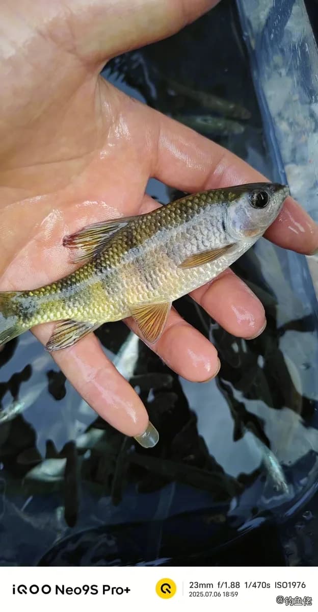 侧条光唇鱼钓获 0.05kg