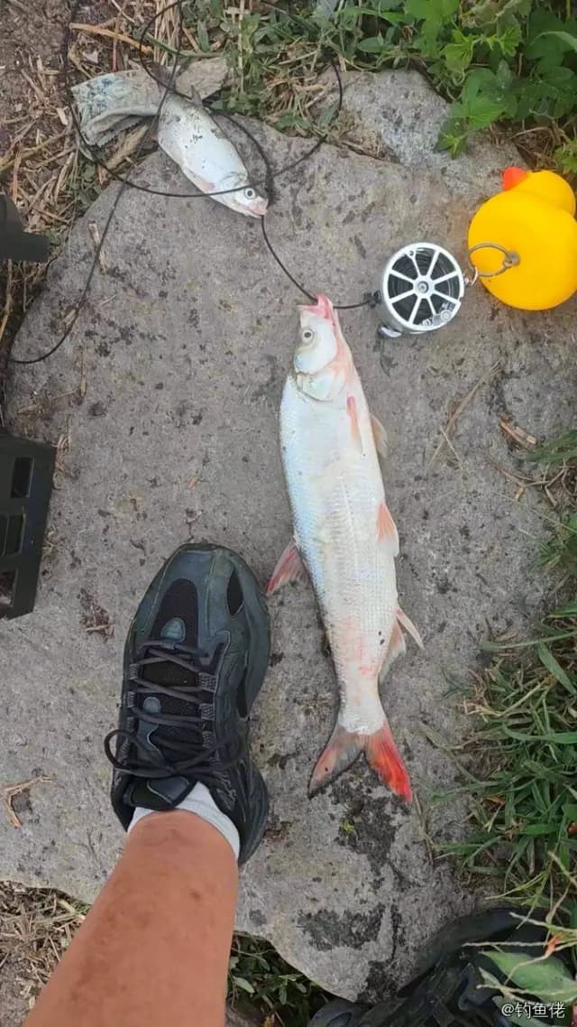 翘嘴鲌钓获 1kg