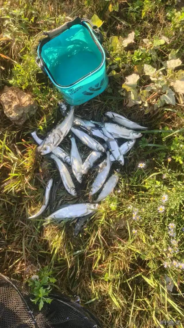 翘嘴鲌钓获 0.3kg