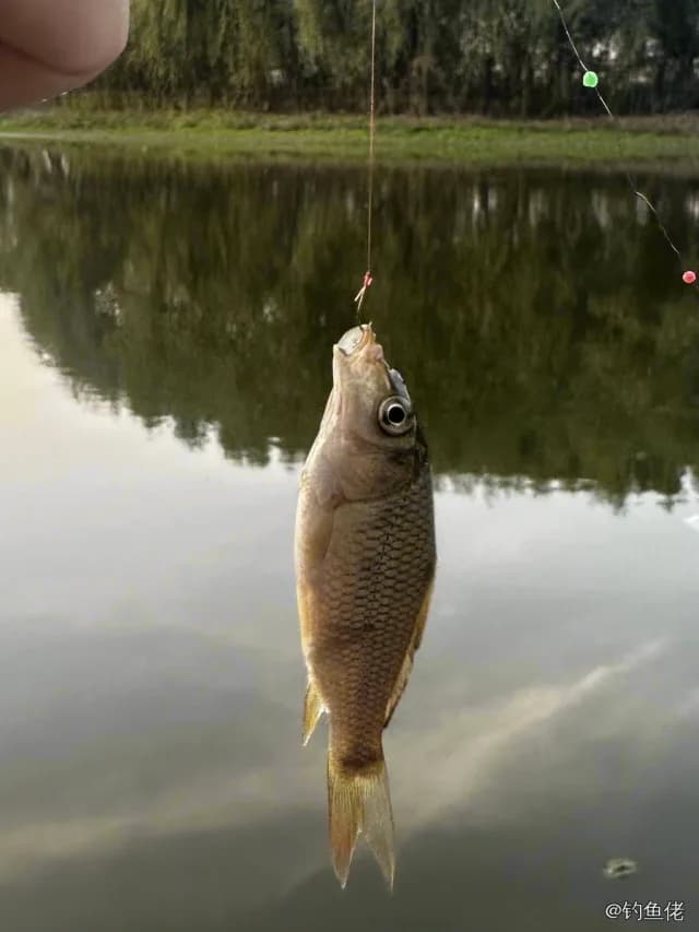 鲫鱼钓获 0.1kg